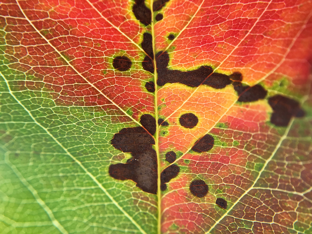Closeup of a brightly-coloured leaf.