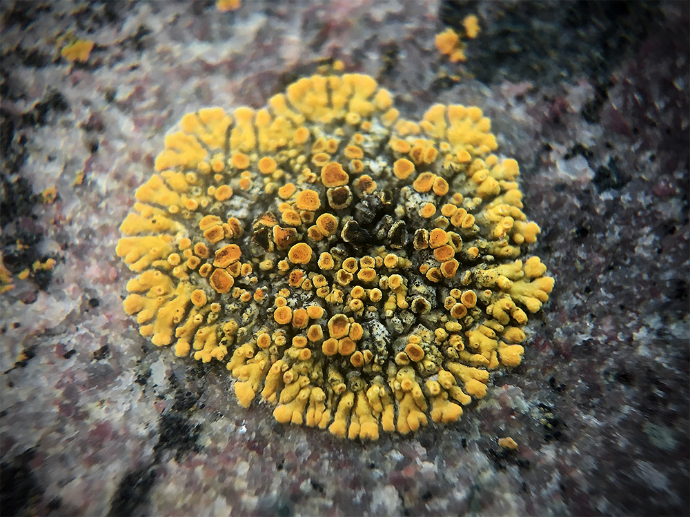 Lichen on the rocks below the trail.
