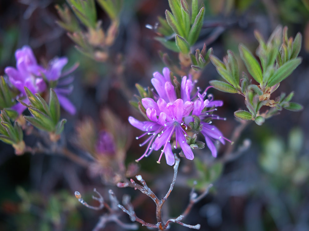 Rhododendron canadense.