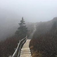 A boardwalk on the North Head, disappearing into fog.