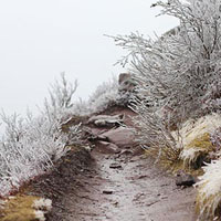 Ice-covered plants on either side of the trail.