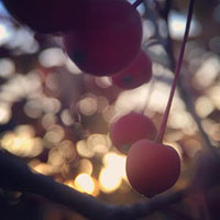 Berries with a bokeh background.