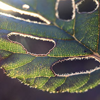 Holes in a leaf.