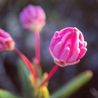 A macro photo of pink mountain laurel buds.