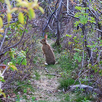 A hare on the Cuckold’s Cove trail, just over the hill.