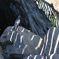 A pigeon beside a crevice in the cliff.