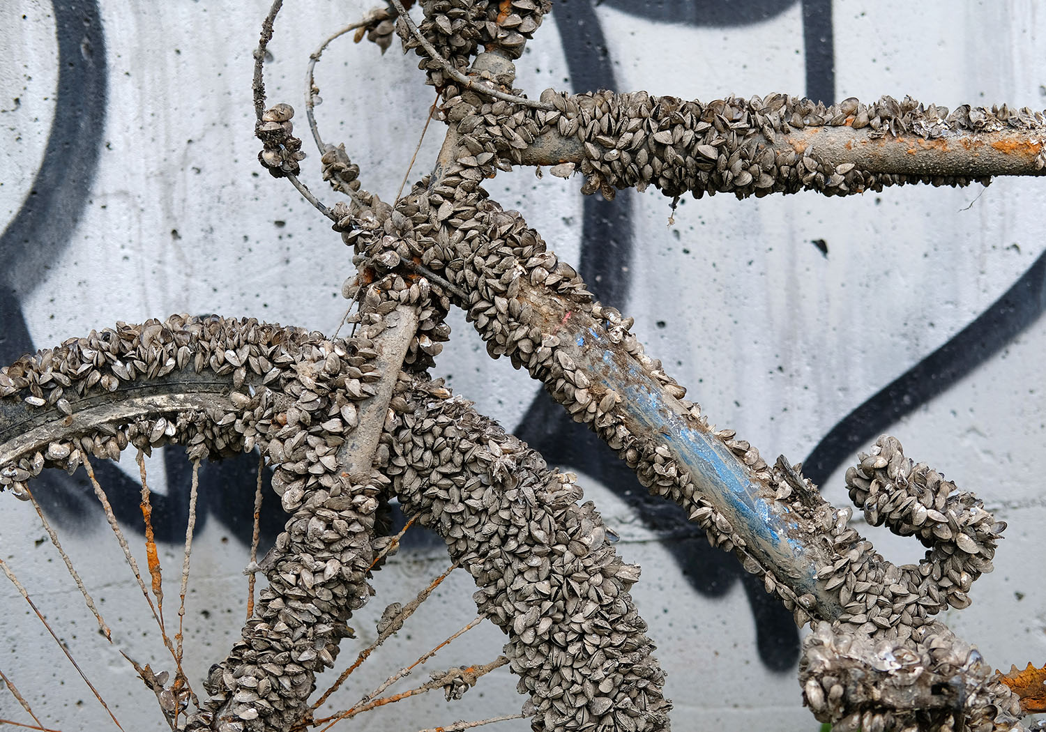 A dredged bicycle covered in zebra mussels.