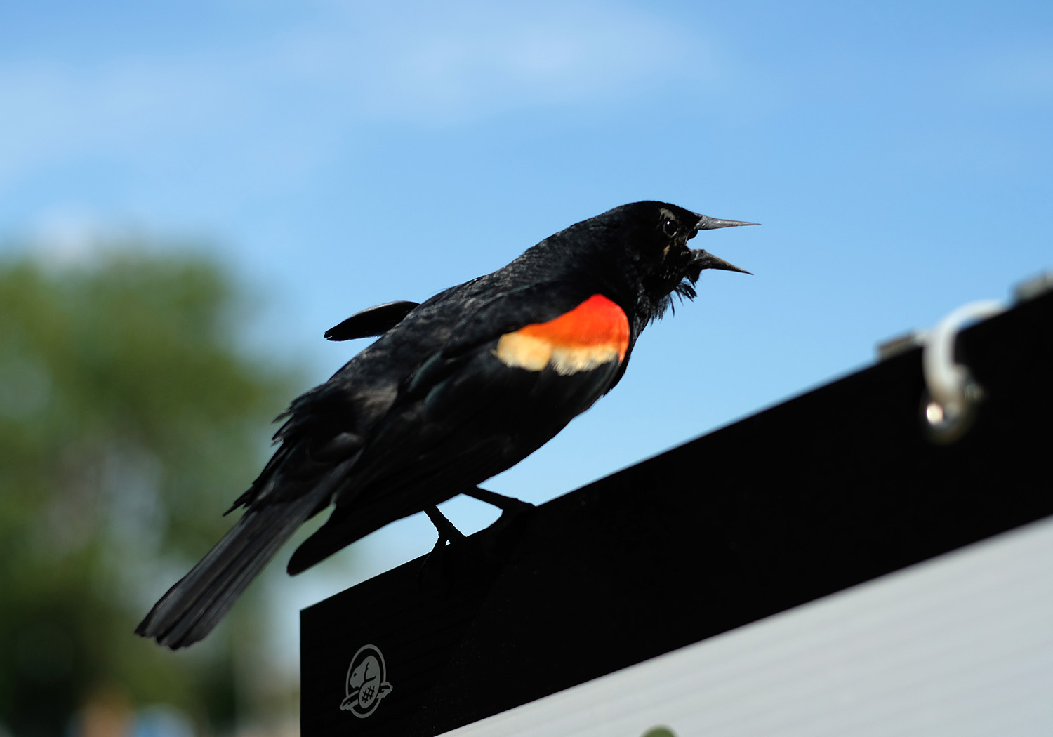 A red-winged blackbird on a Parks Canada sign.