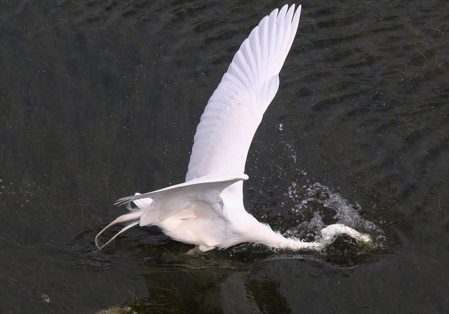 An egret plunging after a fish.
