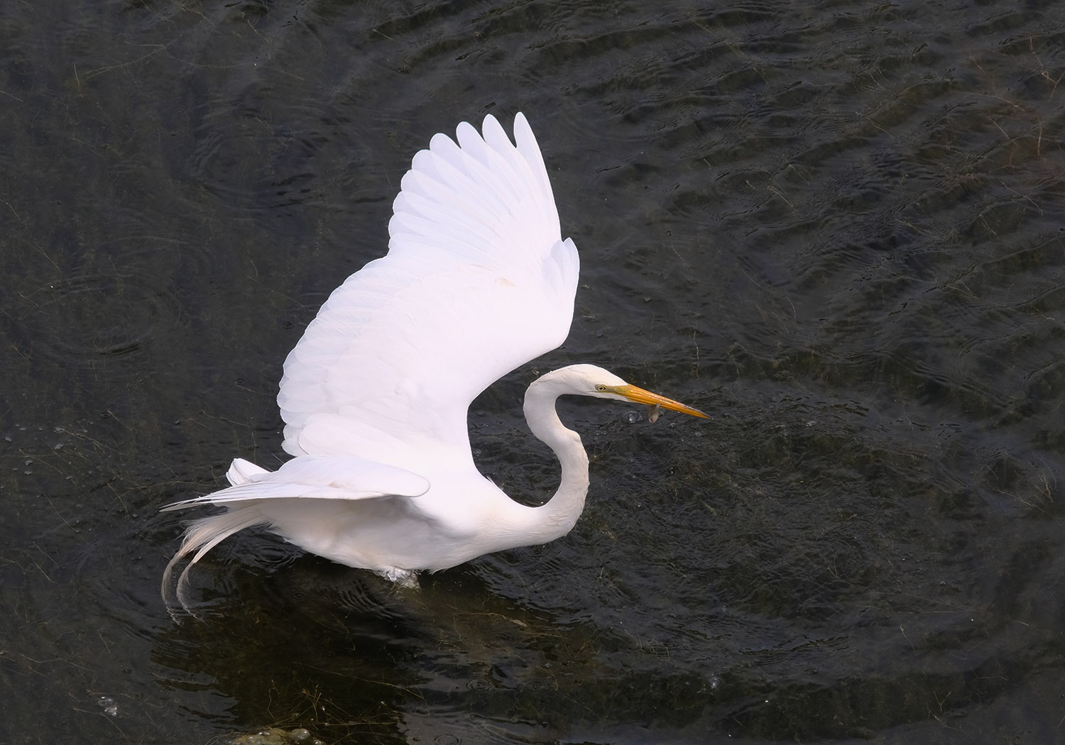 An egret with a fish in its beak.