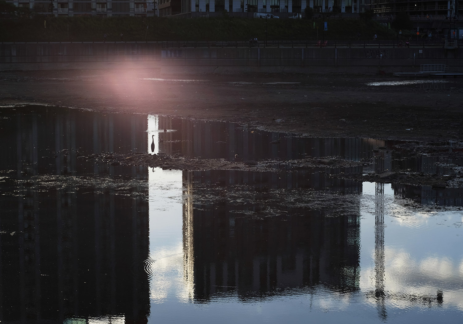 A pink lens flare over a heron in the Peel Basin.