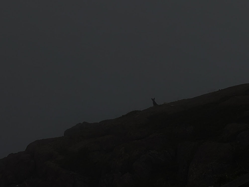 The silhouette of a fox peering down from a ridge.